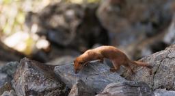 donnola- concessa dal fotografo naturalista Giuseppe Fadda