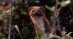 donnola- concessa dal fotografo naturalista Giuseppe Fadda