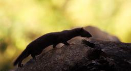 donnola- concessa dal fotografo naturalista Giuseppe Fadda