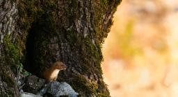 donnola- concessa dal fotografo naturalista Giuseppe Fadda