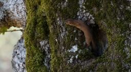 donnola- concessa dal fotografo naturalista Giuseppe Fadda