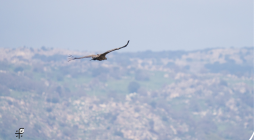 Enzo il grifone che sorvolava Nuoro (foto Matteo Cara)