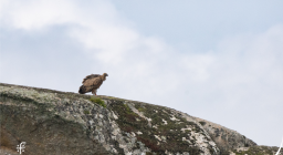 Enzo il grifone che sorvolava Nuoro (foto Matteo Cara)