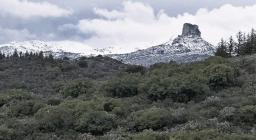 Liana neve (foto Gianluca DOA, AFNI Sardegna)