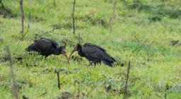 I due ibis avvistati in Barbagia - foto concessa - Matteo Cara