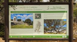 Museo di Caprera, cenni al pino monumentale