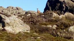 Una mufla pascola nei praticelli fra i graniti, sulle cime del M. Limbara, fotografata durante i centimenti 2019 Una mufla pascola nei praticelli fra i graniti, sulle cime del M. Limbara, fotografata durante i centimenti 2019