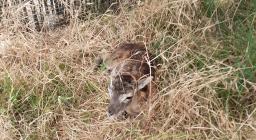 Agnellina di Muflone a fine ricovero