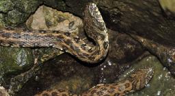 Natrix maura (foto 104 di Fabio Cherchi per il Parco Molentargius