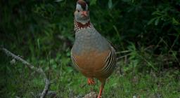 Pernice Sarda (Alectoris barbara )  foto concessa da Gianni Sirigu