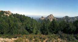 Rimboschimento con parcelle di abeti bianchi di 30 anni