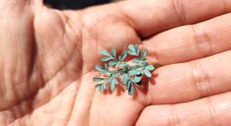 Ruta presso Monte Barlao (Gonnesa) - foto A.Saba_.jpg