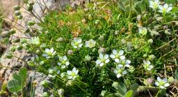 Sagina pilifera a Esterzili (foto Alessandra Boi)