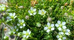 Sagina pilifera a Esterzili (foto Alessandra Boi)