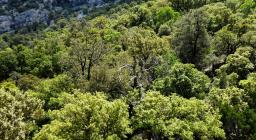 Sambuco, Baccu Gutturu Padenti (Baunei)