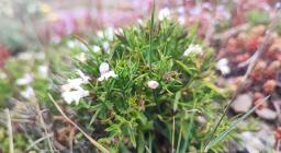 Stachys glutinosa presso monte Linas (foto Alessio Saba)