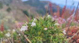 Stachys glutinosa presso monte Linas