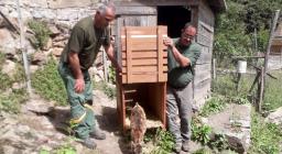 Trasferimento in areale di Monatrbu Seui in recinto di ambientamento