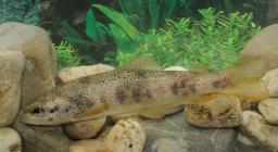 Trota-mediterranea-Salmo-cettii-Foto-di-Massimo-Lorenzoni Trota-mediterranea-Salmo-cettii-Foto-di-Massimo-Lorenzoni