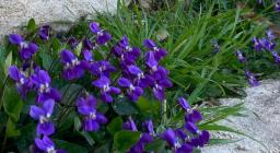 Viola Mammola presso S.Vittoria Esterzili (foto A.Boi)