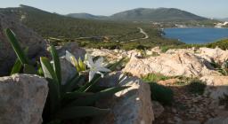 Porto Conte - panoramica