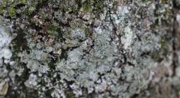 Lichene (foto Gianfranco Cossu) 1