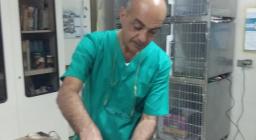 Il veterinario dell'Agenzia presta le prime cure al muflone