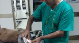 Il dottor Muzzeddu, veterinario dell'Agenzia, presta le prime cure al muflone