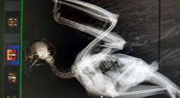 Gufo impallinato dic 2020 Gufo impallinato dic 2020