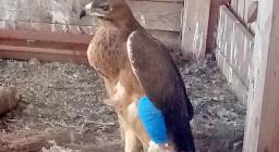 L'Aquila di Bonelli ferita al femore, dopo l'intervento, ricoverata in voliera - 2