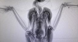 esame radiologico astore 2021-11-01 esame radiologico astore 2021-11-01