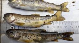 Le povere trote trovate sul rio Flumineddu(foto M.Manca Forestas )