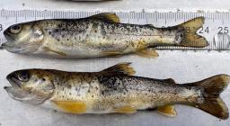 Trote trovate sul rio Flumineddu(foto M.Manca Forestas )