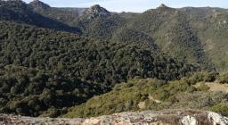 Borta melone al confine con Nughedu S.Vittoria (foto S.Piras)