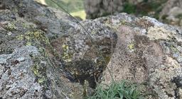 Bellium bellidioides (foto A.Boi presso Esterzili)