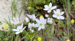 Allium subhirsutum (Esterzili, ph. Alessandra Boi)