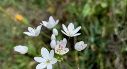 Allium subhirsutum (Esterzili, ph. Alessandra Boi)