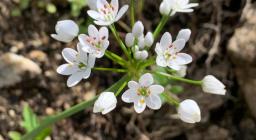 Allium subhirsutum (Esterzili, ph. Alessandra Boi)