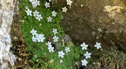 Arenaria Balearica (foto a Esterzili di Alessandra Boi) Arenaria Balearica (foto a Esterzili di Alessandra Boi)