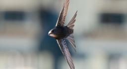 Evoluzioni del Rondone - foto Matteo Cara