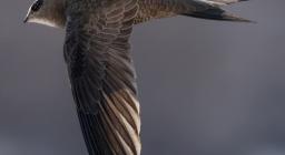 assetto aerodinamico del Rondone - foto Matteo Cara