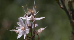Ape su fiore di Asfodelo (foto repertorio Forestas, Cristian Mascia) 2 Ape su fiore di Asfodelo (foto repertorio Forestas, Cristian Mascia) 2