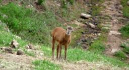 agnello di muflone, 20 giorni (foto R.Serra)