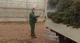 preparazione spedizione albero Assisi