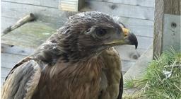 Una delle aquile arrivate a Bosa