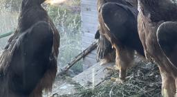 Le aquile arrivate a Bosa-Montresta nel 2024