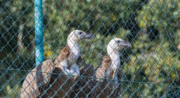 I due grifoni rilasciati a novembre 2022 (FOTO CONCESSE, credits Mauro Sanna - A.Varcasia). I due grifoni rilasciati a novembre 2022 (FOTO CONCESSE, credits Mauro Sanna - A.Varcasia).