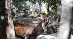 Bramito del cervo a Is Cannoneris (foto V.Basciu)  3