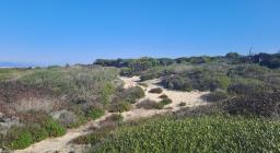 dune consolidate, Arborea