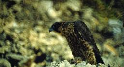 falco pellegrino giovane (foto Chiaramida da S.D. Library) 